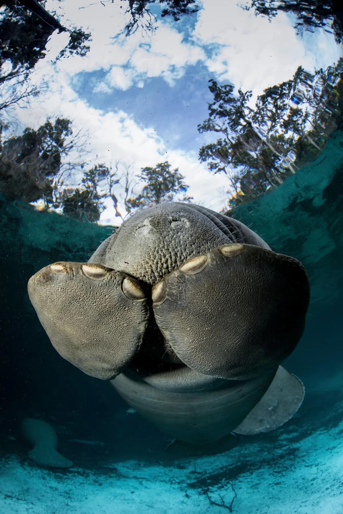 Manatee-Schutz - Annie