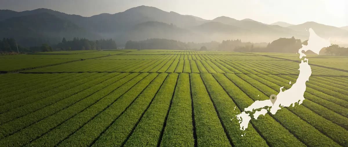 Matcha Teefelder in Uji, Japan