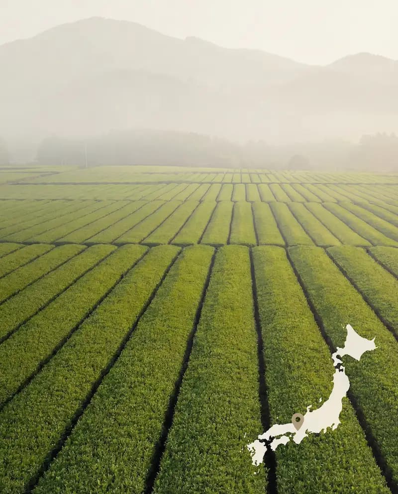 Matcha Teefelder in Uji, Japan
